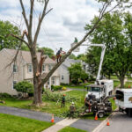 Tree Removal Service
