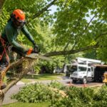 Tree Care Service
