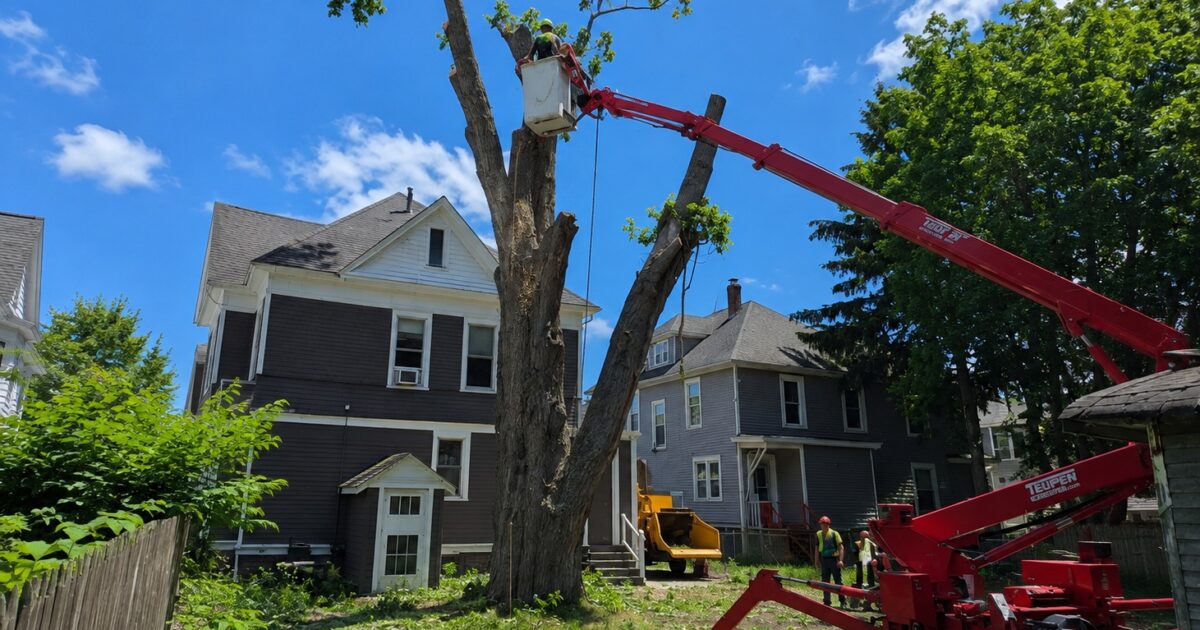 How Often Should You Schedule Tree Trimming in Buffalo NY?