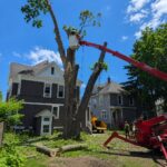 Tree trimming service buffalo NY