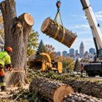 Buffalo Tree Removal