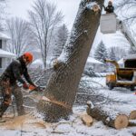 Tree Removal Buffalo NY