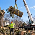 Tree Removal Buffalo NY