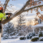Tree Service Buffalo NY