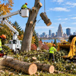 Tree Removal in Buffalo NY