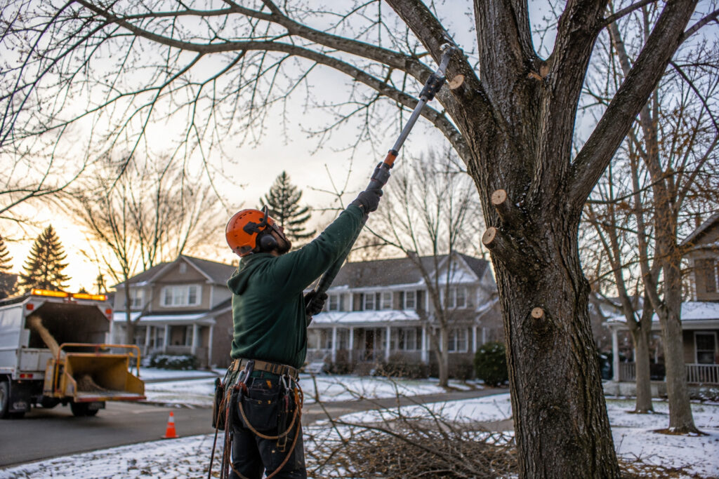 Tree Removal Buffalo NY